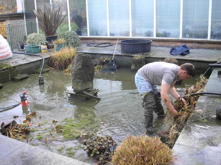 pond maintenance