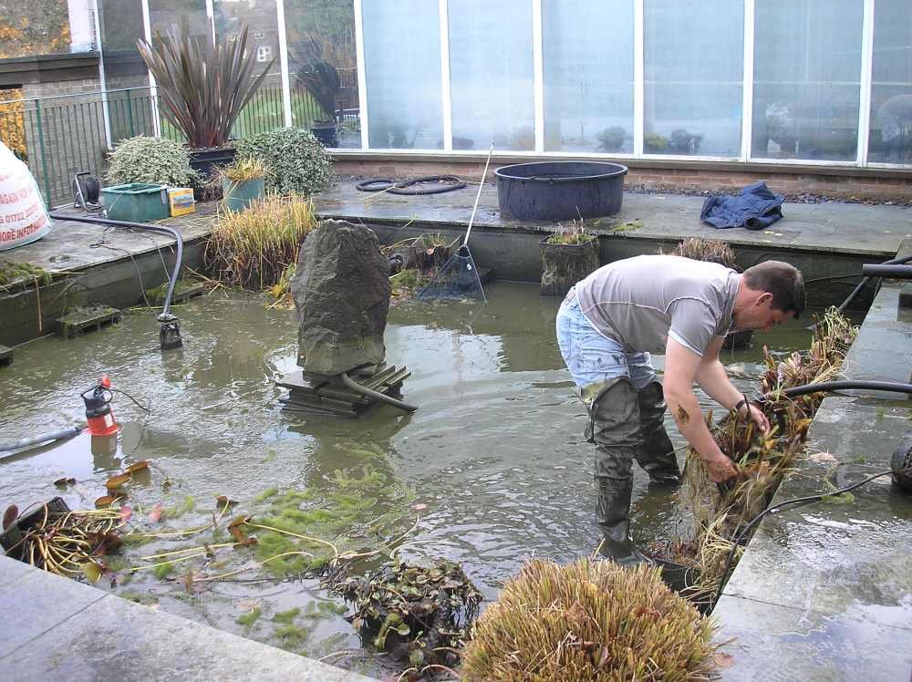 Pond Maintenance: Essential Tips for a Healthy and Beautiful Pond